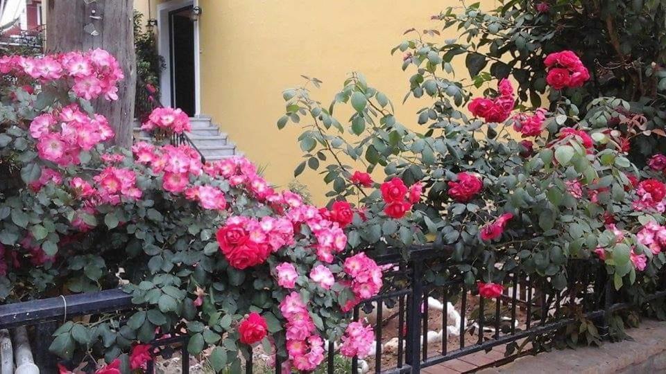 Margaritas' Rooms 阿齐欧斯·贡多斯 外观 照片